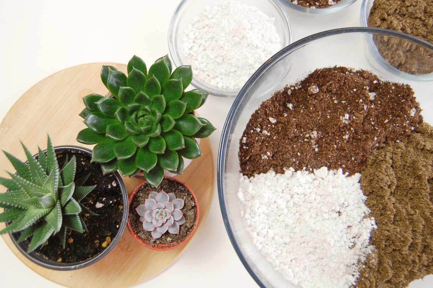 What Is The Best Soil For Succulents