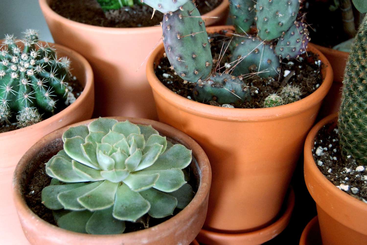 What Is The Difference Between Cactus And Succulents