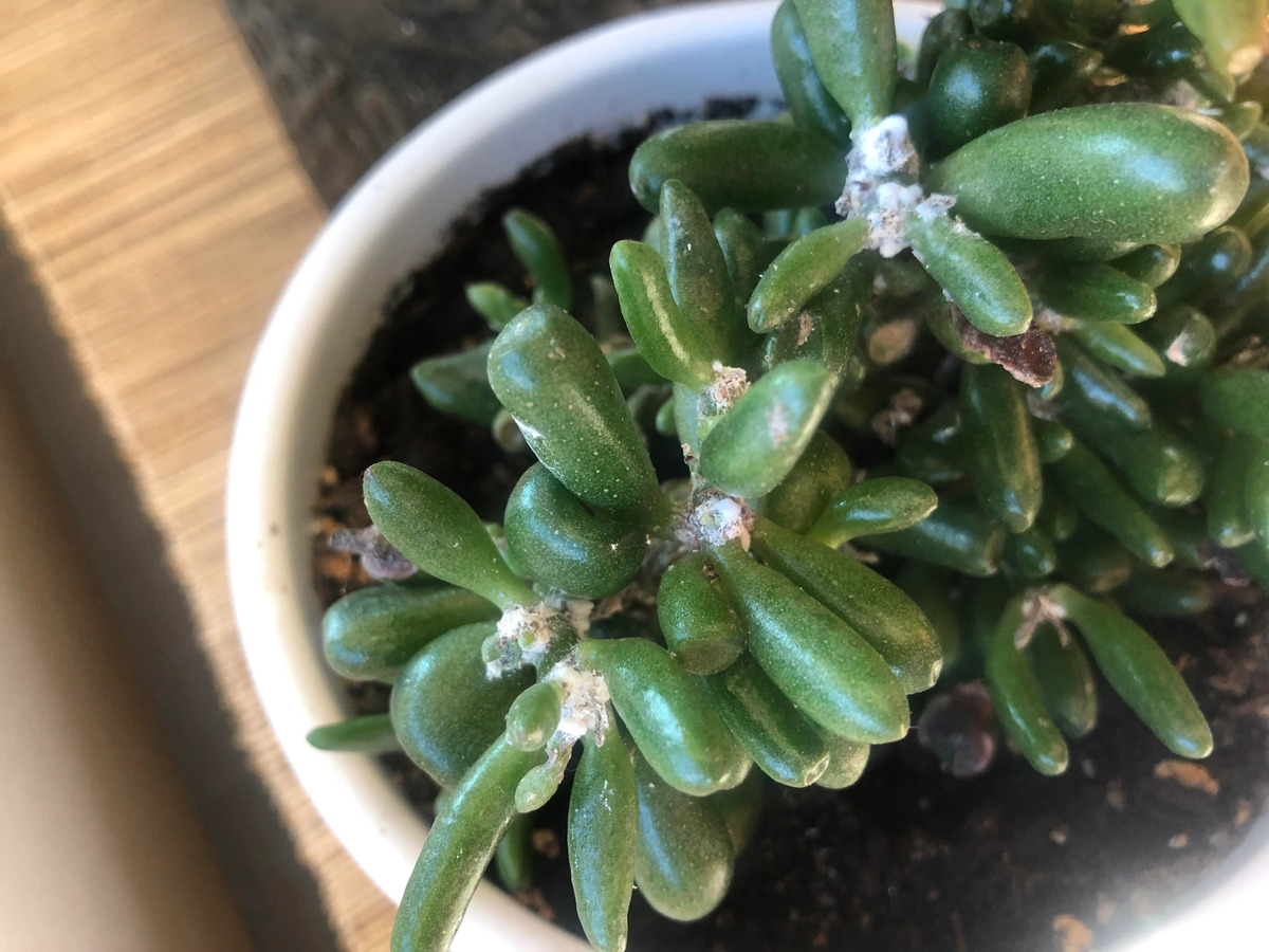What Is The White Stuff On Succulents