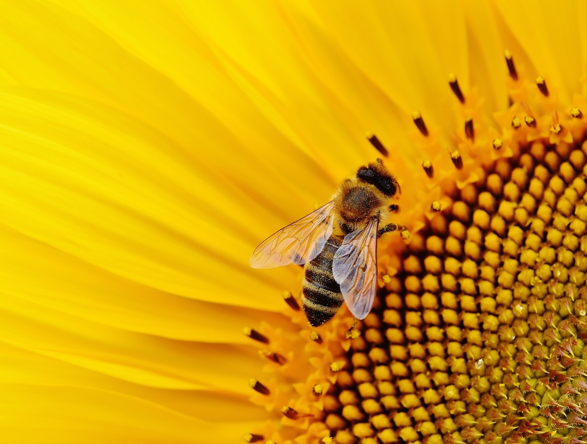 What Pollinators Do Sunflowers Attract