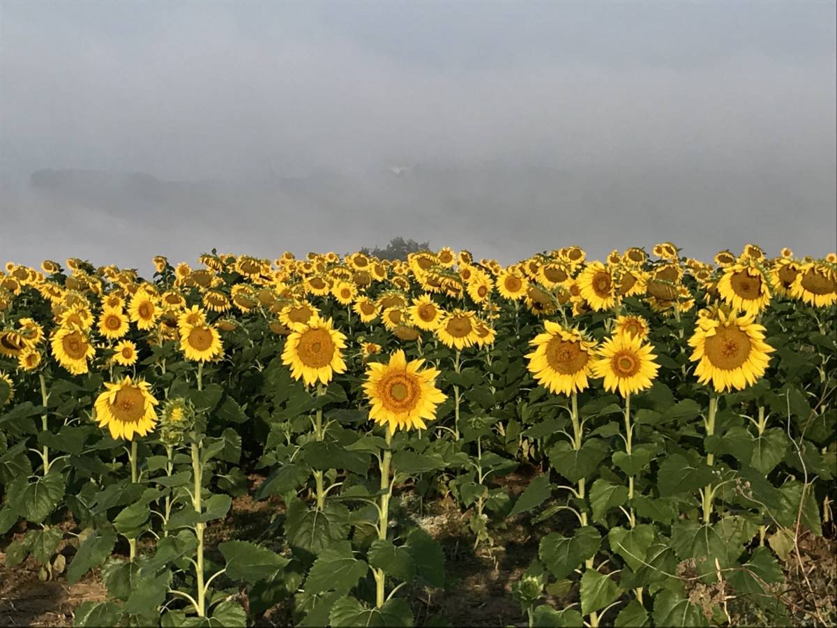 What Season Are Sunflowers