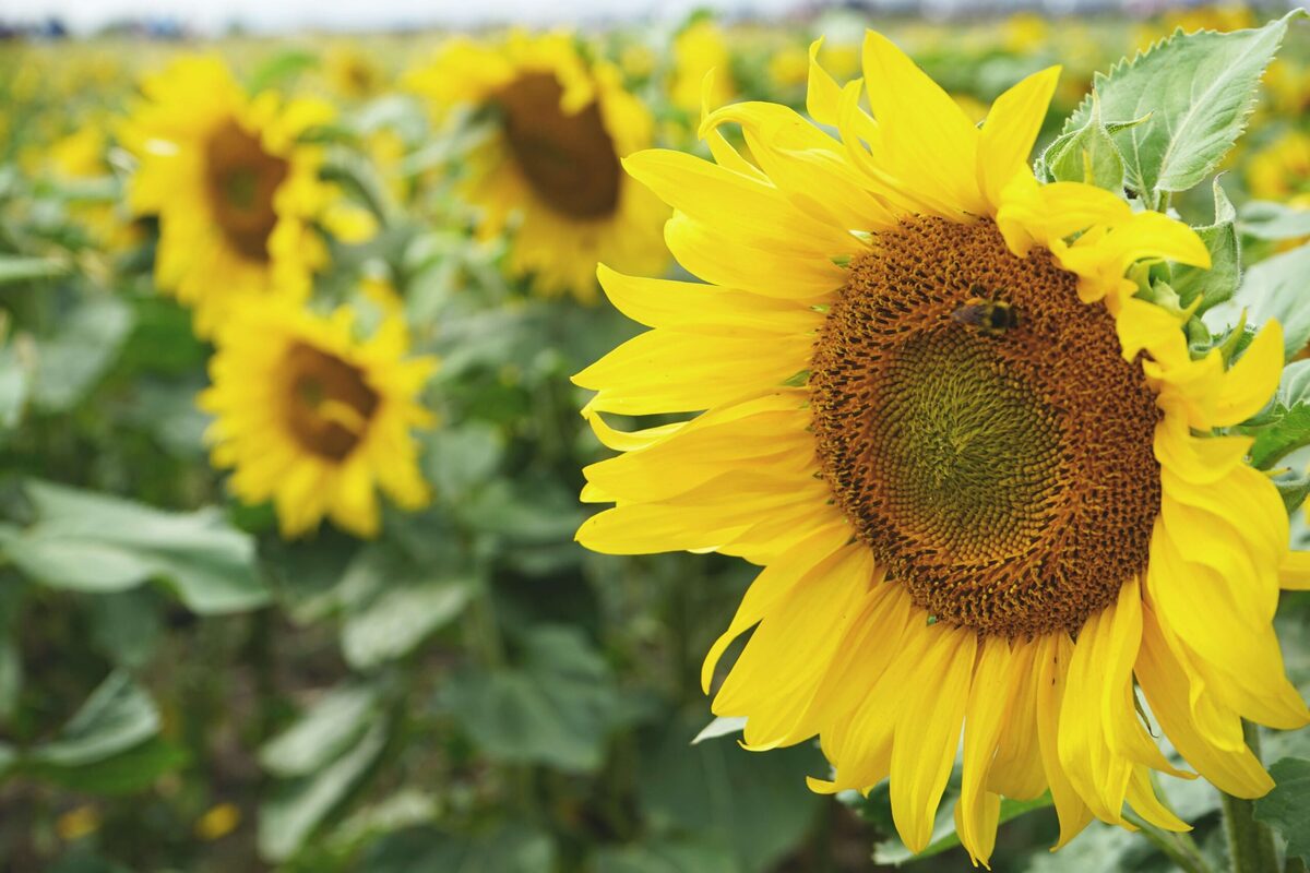 What Season Do Sunflowers Bloom