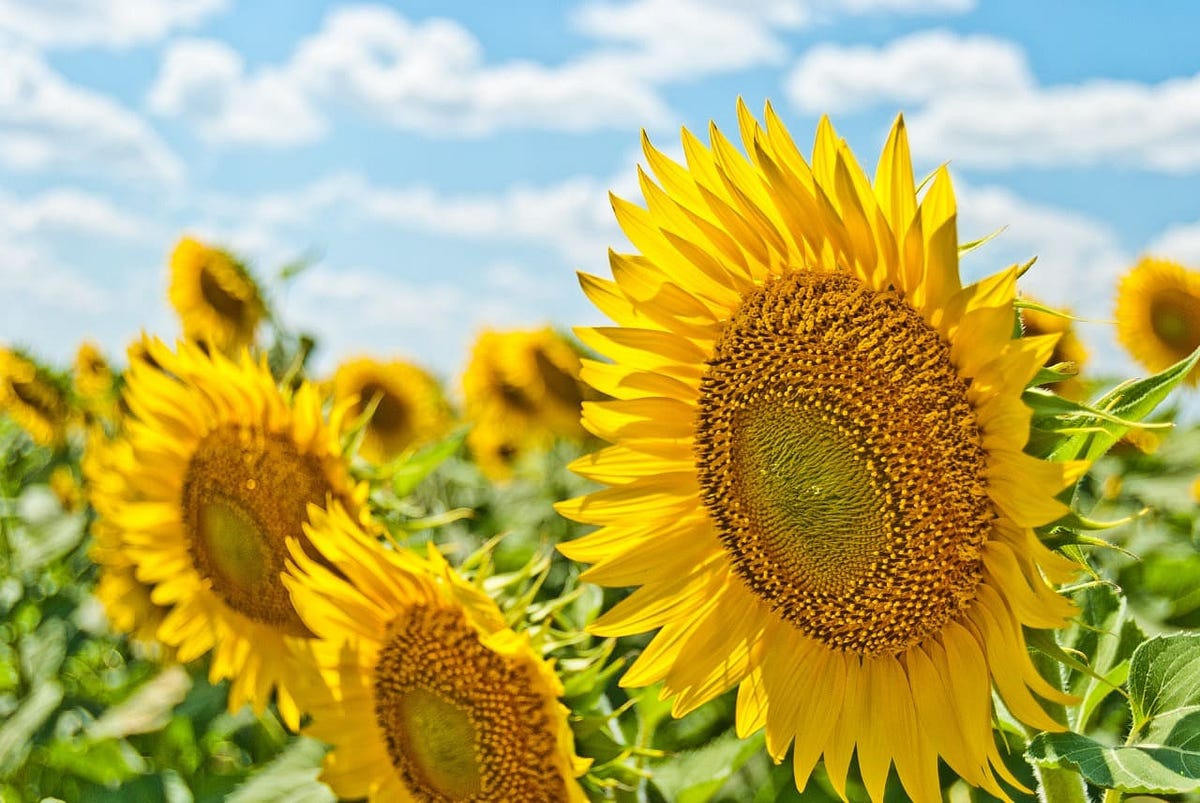 What State Is The Primary Exporter Of Sunflowers