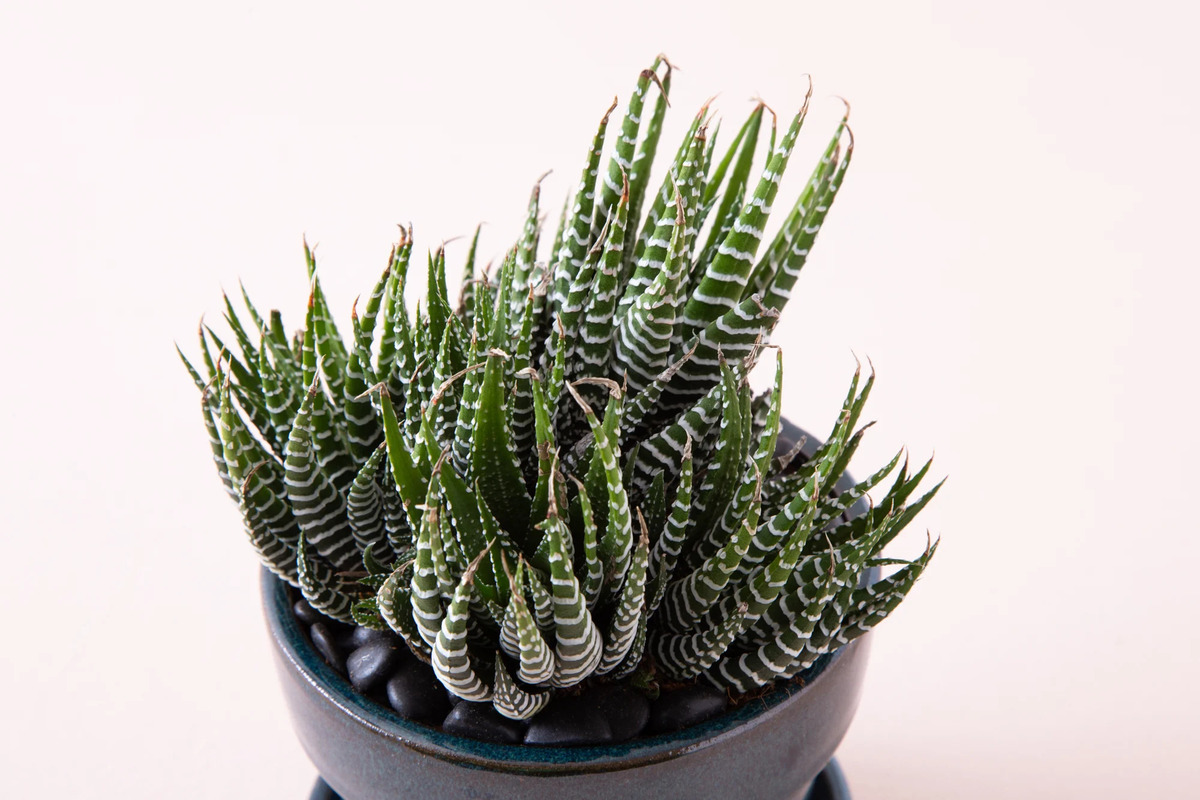 What Succulents Don’t Need Sunlight