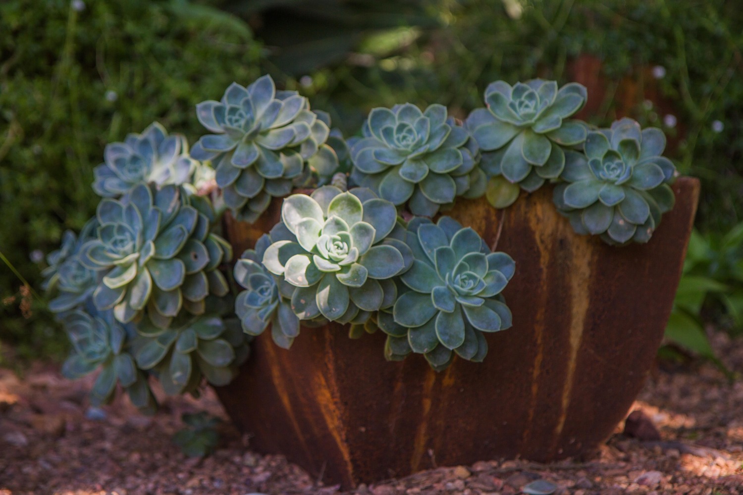 What Succulents Grow In Shade