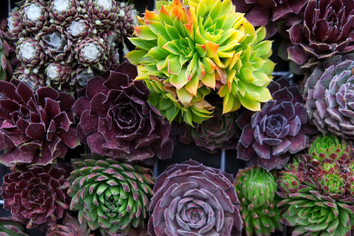 What Temperature Is Best For Succulents