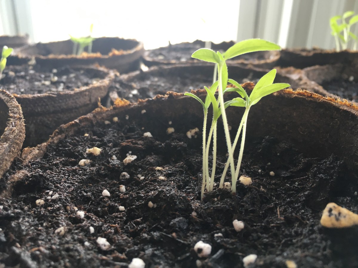 What To Do About Leggy Seedlings