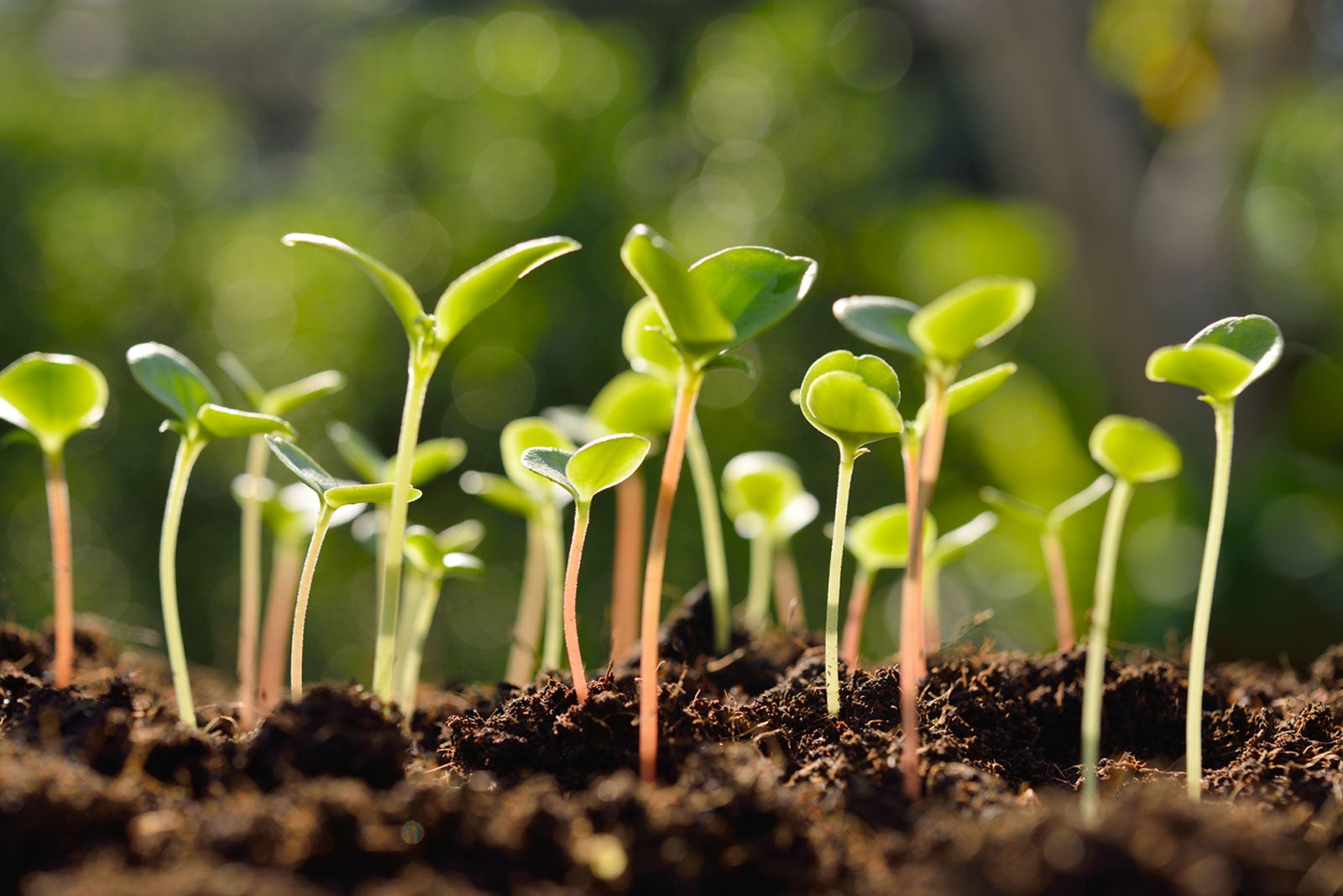 What To Do After Seedlings Sprout