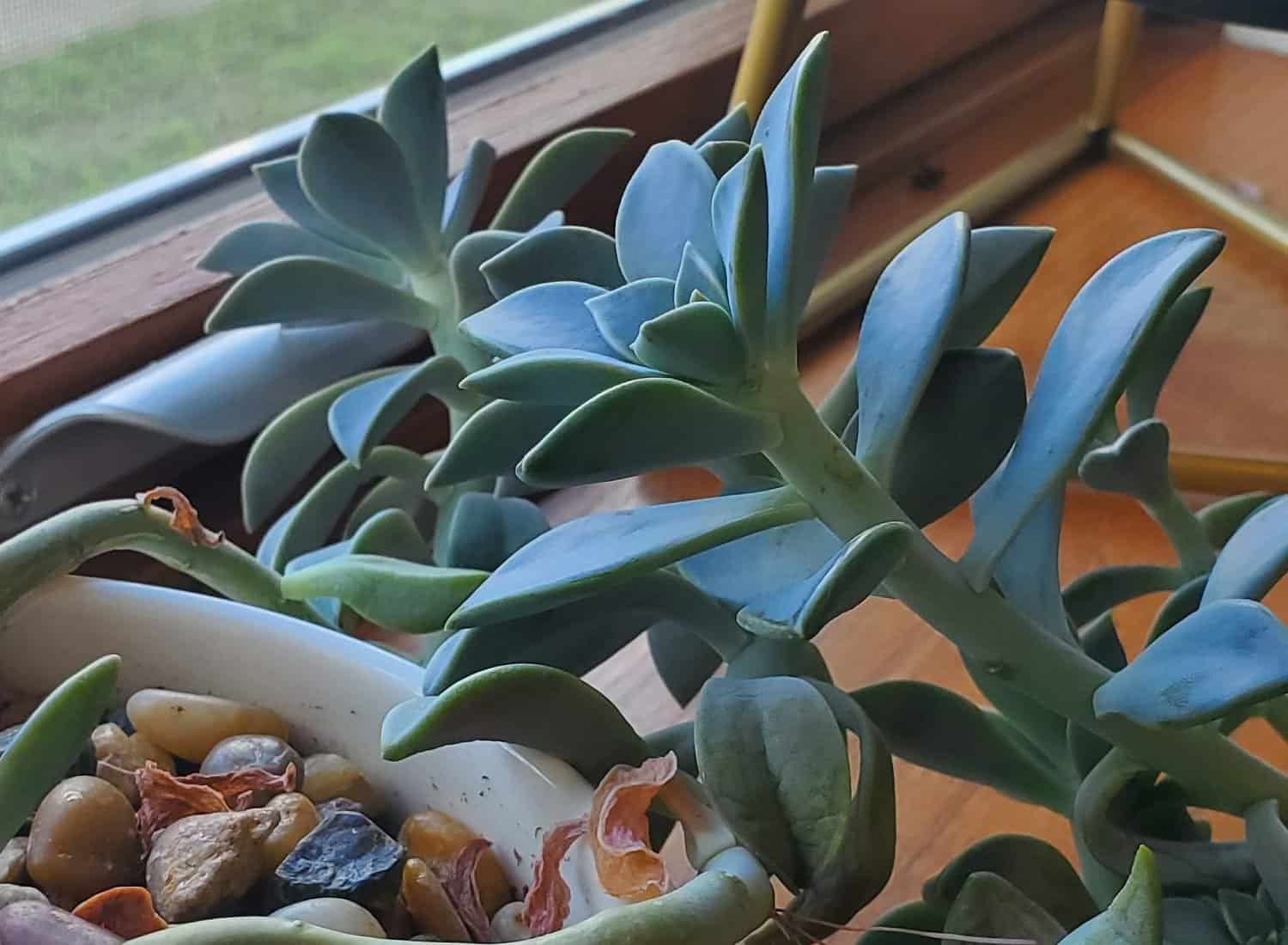 What To Do When Succulents Get Leggy
