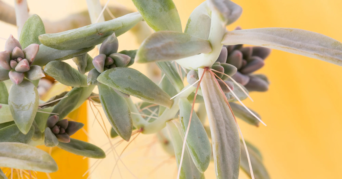What To Do With Aerial Roots On Succulents