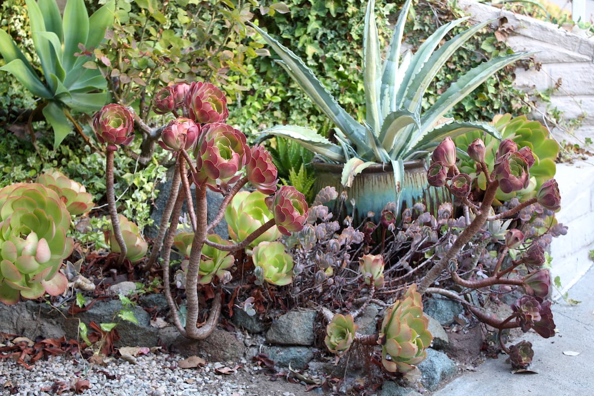 What To Do With Overgrown Succulents