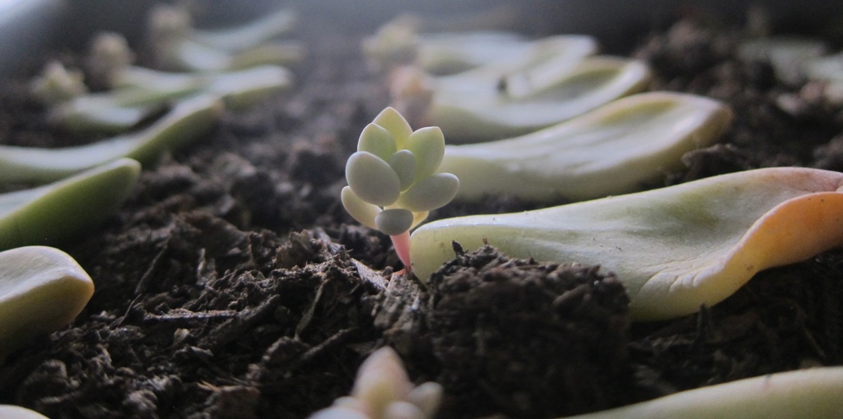 What To Do With Propagated Succulents