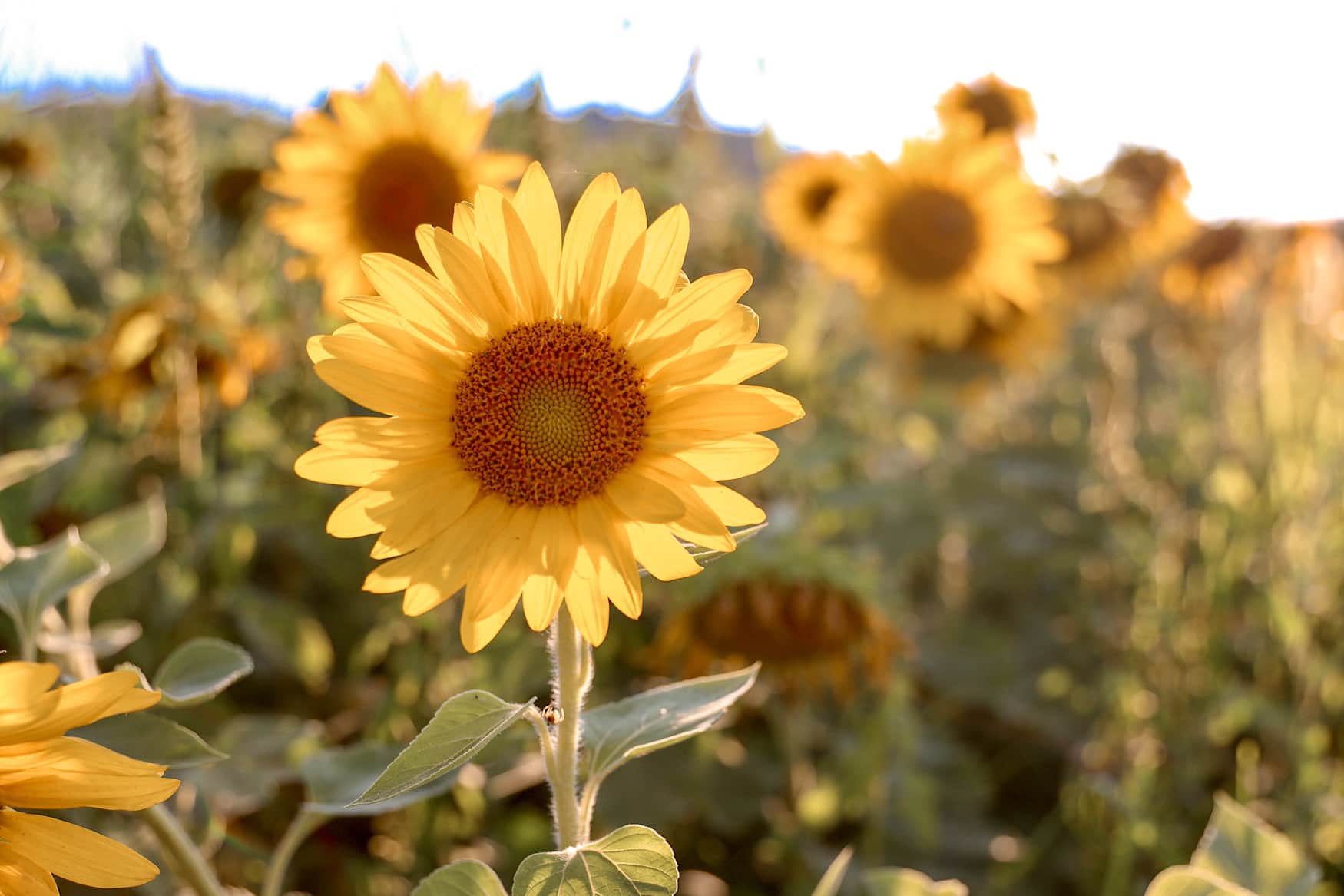 What To Do With Sunflowers At The End Of The Season