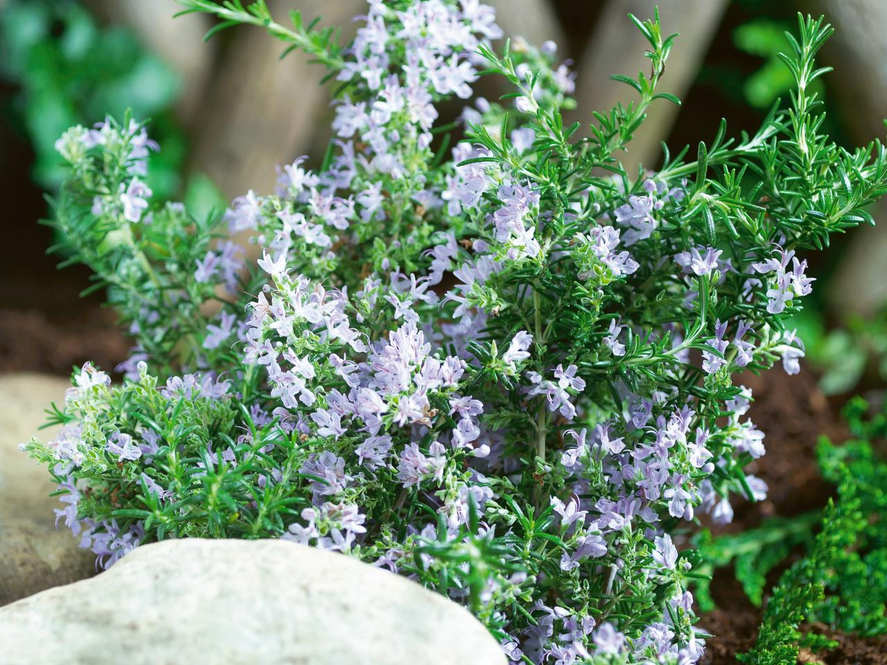 What Zone Does Rosemary Grow In?