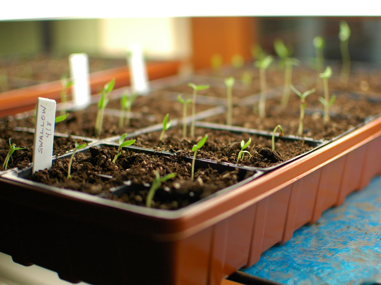 When Can I Place Seedlings In An Unheated Greenhouse