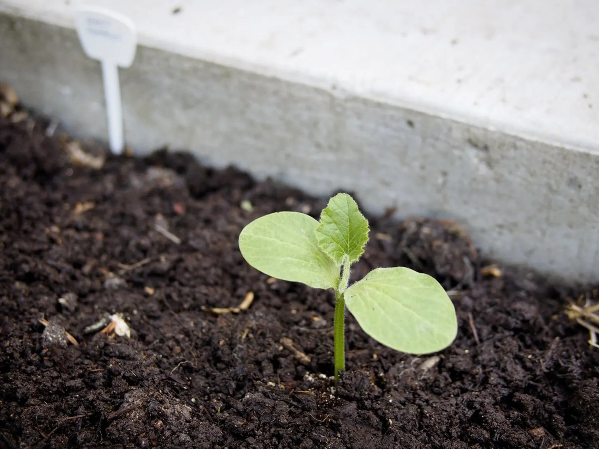 When Can I Plant My Seedlings Outside