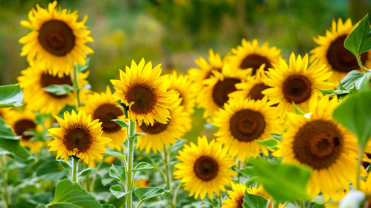 When Can Sunflowers Be Planted