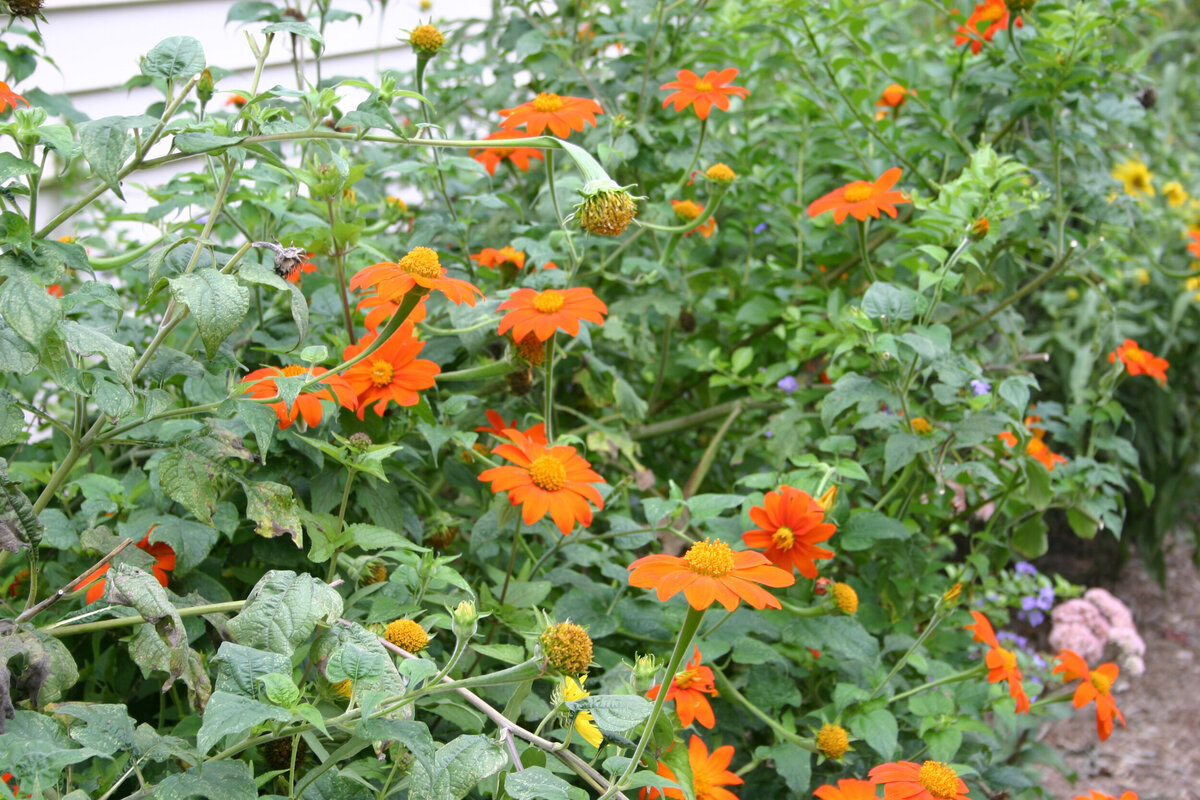 When Do Mexican Sunflowers Bloom