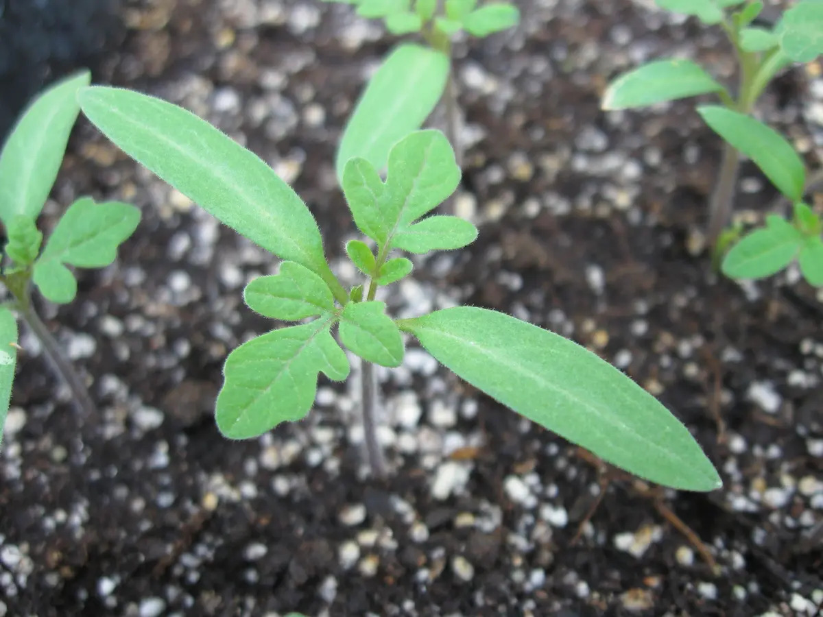 When Do Tomato Seedlings Develop True Leaves