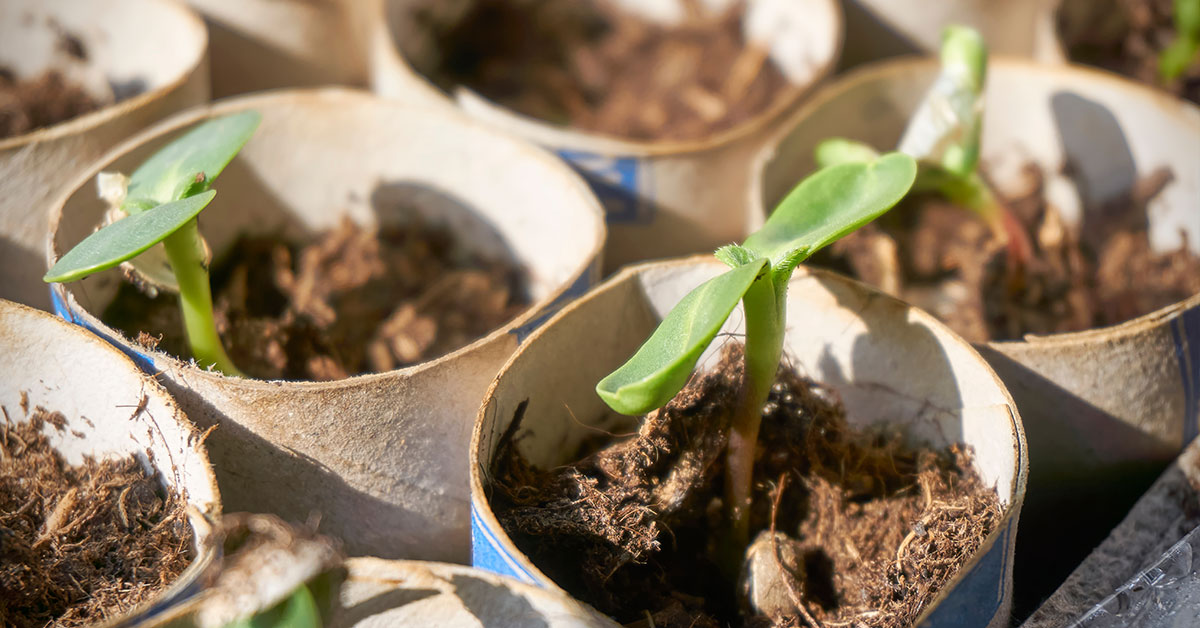 When Should I Transplant My Sunflower Seedlings