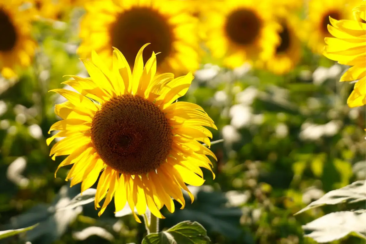 When Should You Plant Sunflowers In Ohio