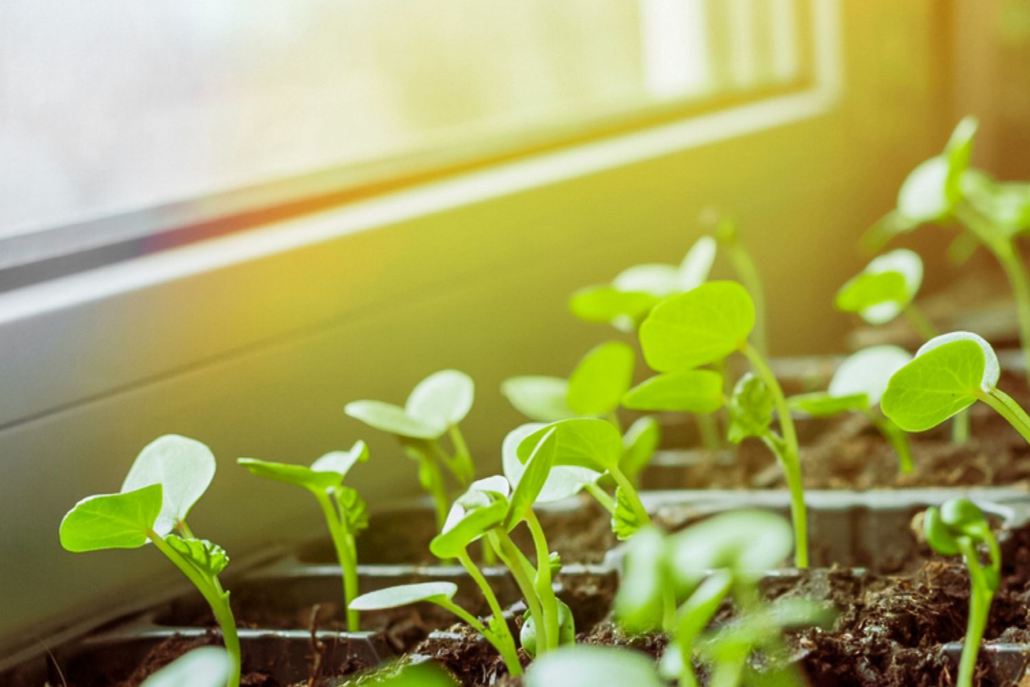 When Should You Start Seedlings Inside