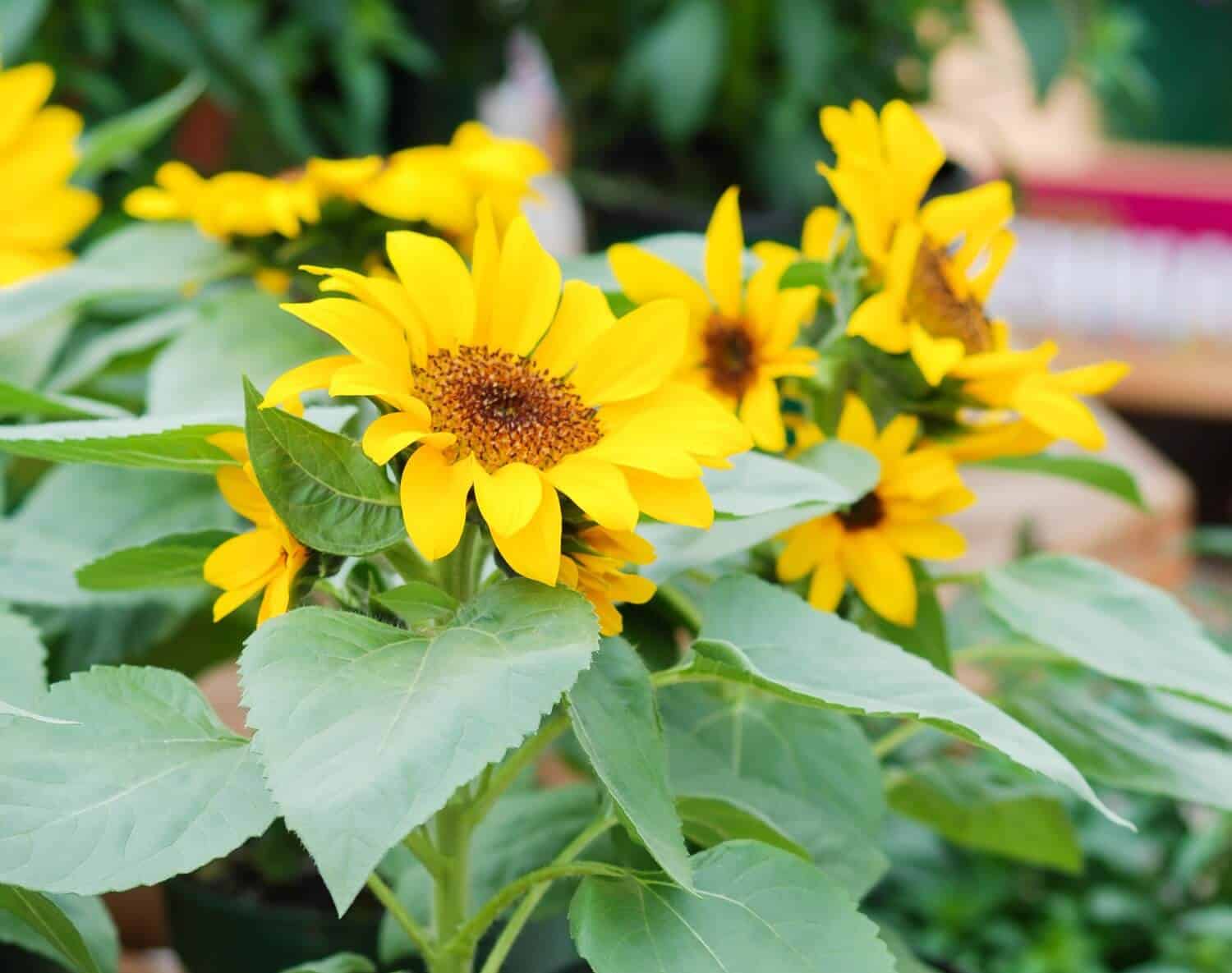 When To Cut Down Sunflowers