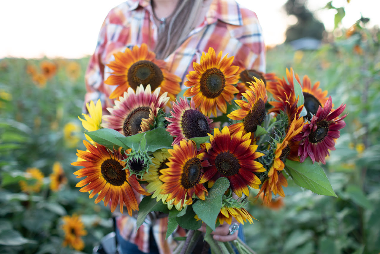 When To Cut Sunflowers For Cut Flowers