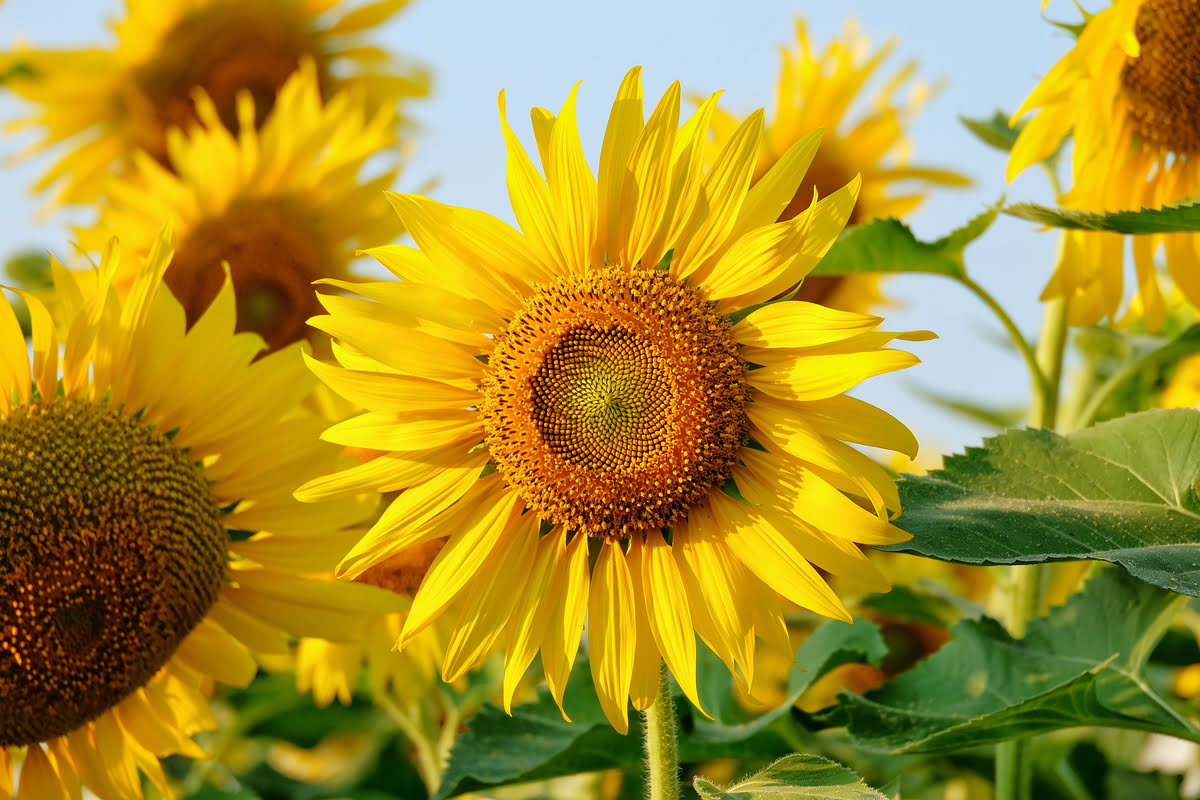 When To Grow Sunflowers In California
