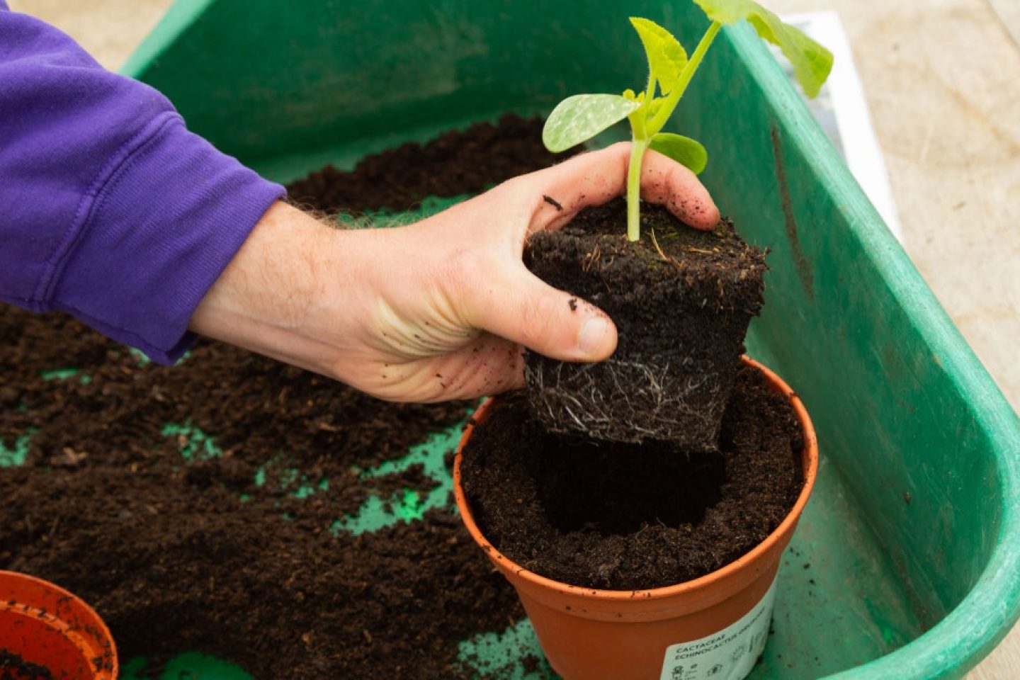 When To Move Seedlings To A Bigger Pot