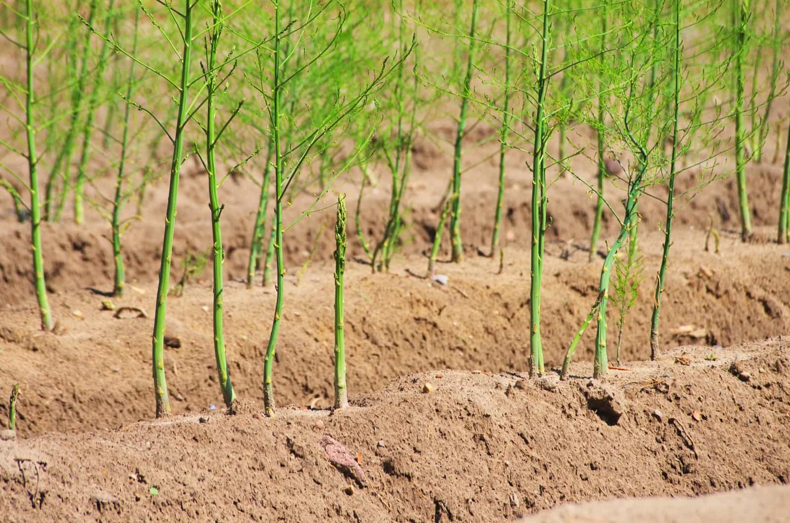 When To Plant Asparagus Seedlings