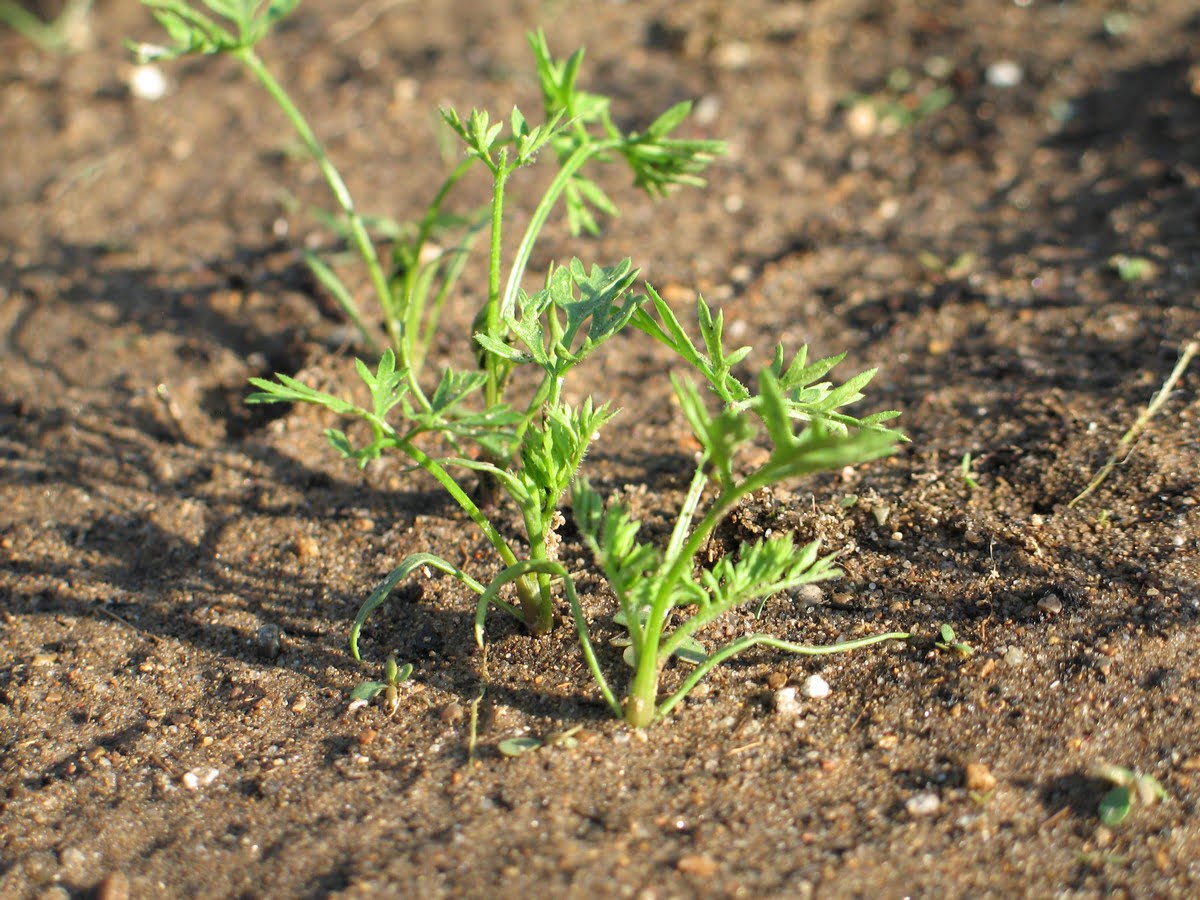 When To Plant Carrot Seedlings