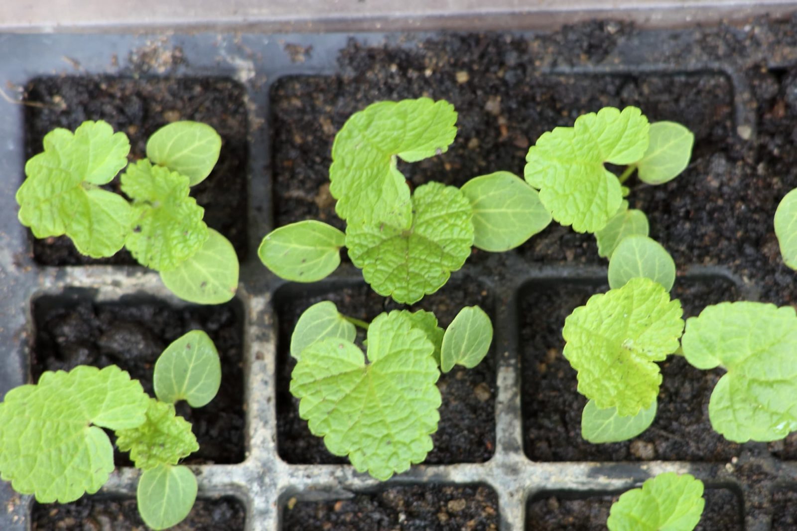 When To Plant Hollyhock Seedlings