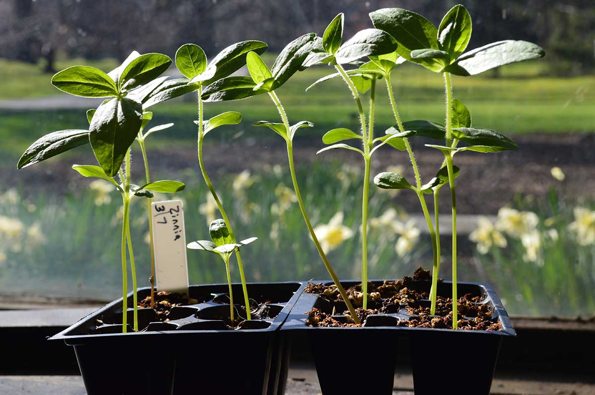 When To Plant Out Zinnia Seedlings