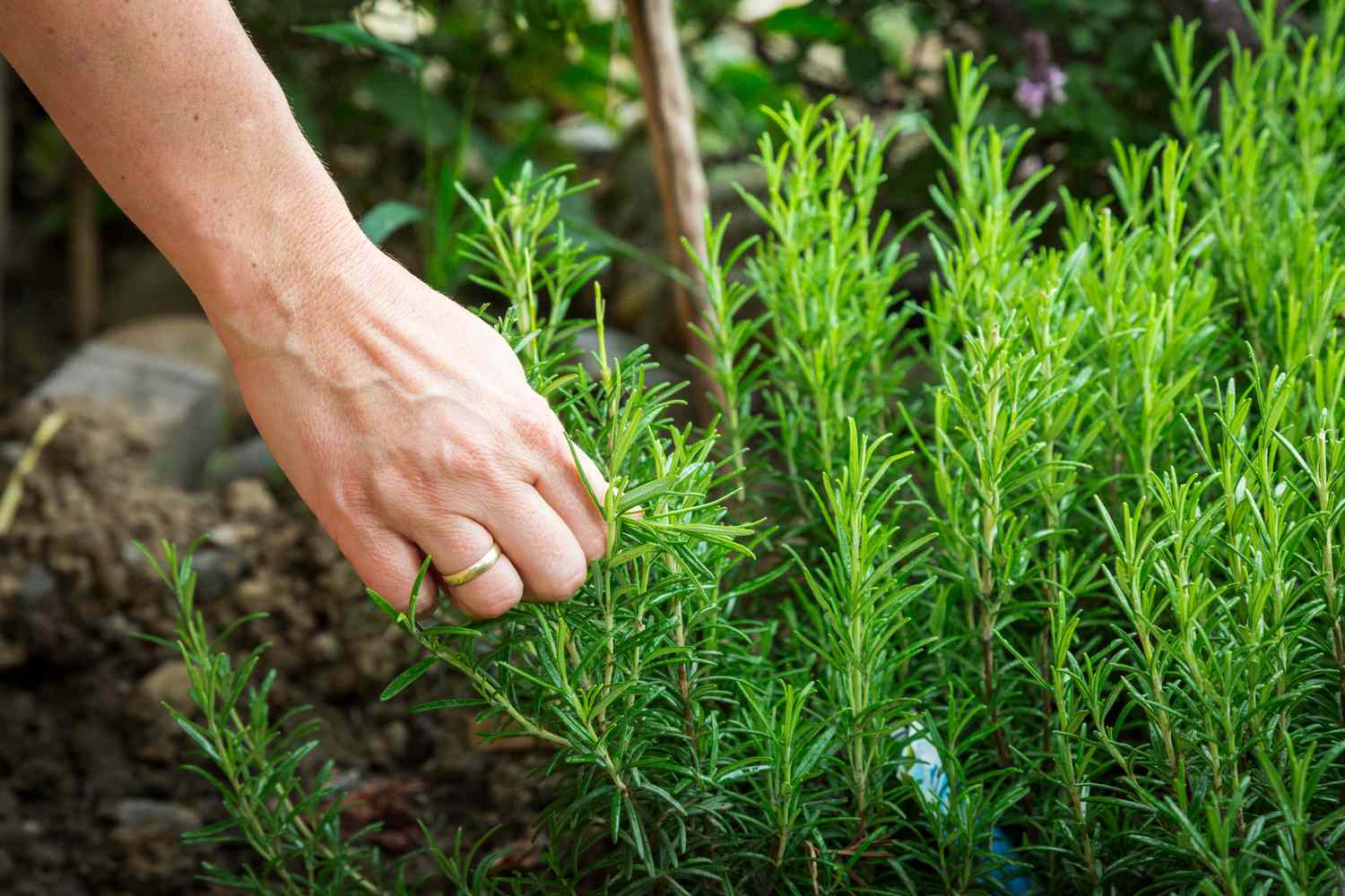 When To Plant Rosemary Outside?