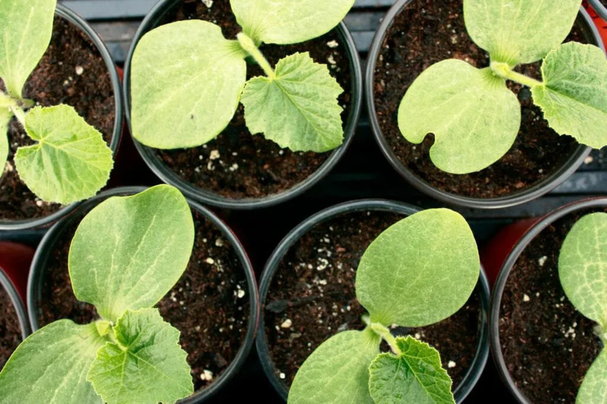 When To Plant Squash Seedlings Outside