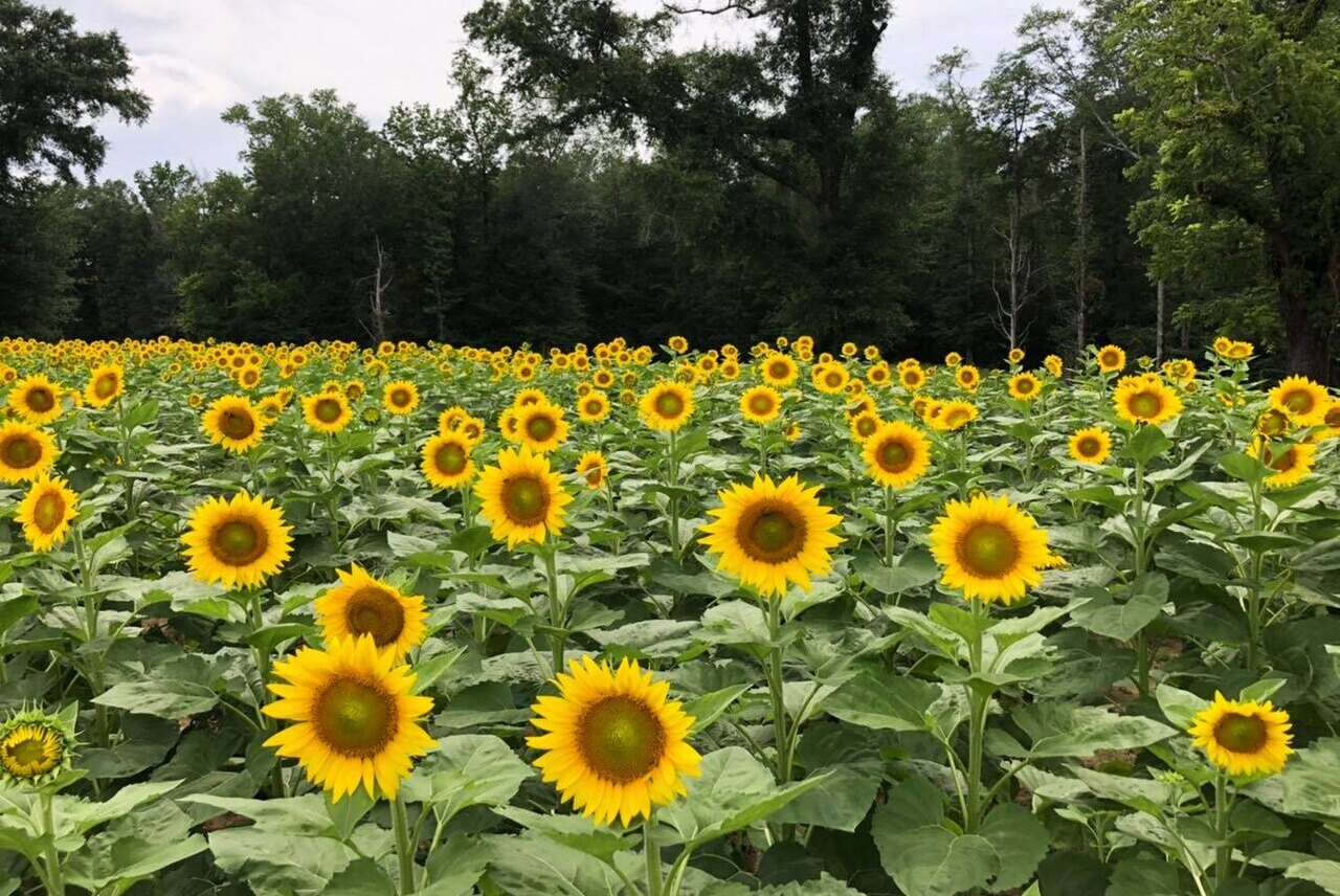 When To Plant Sunflowers In Alabama