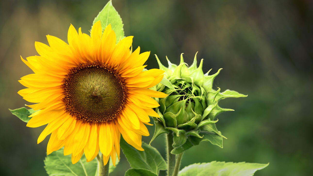 When To Plant Sunflowers In Florida