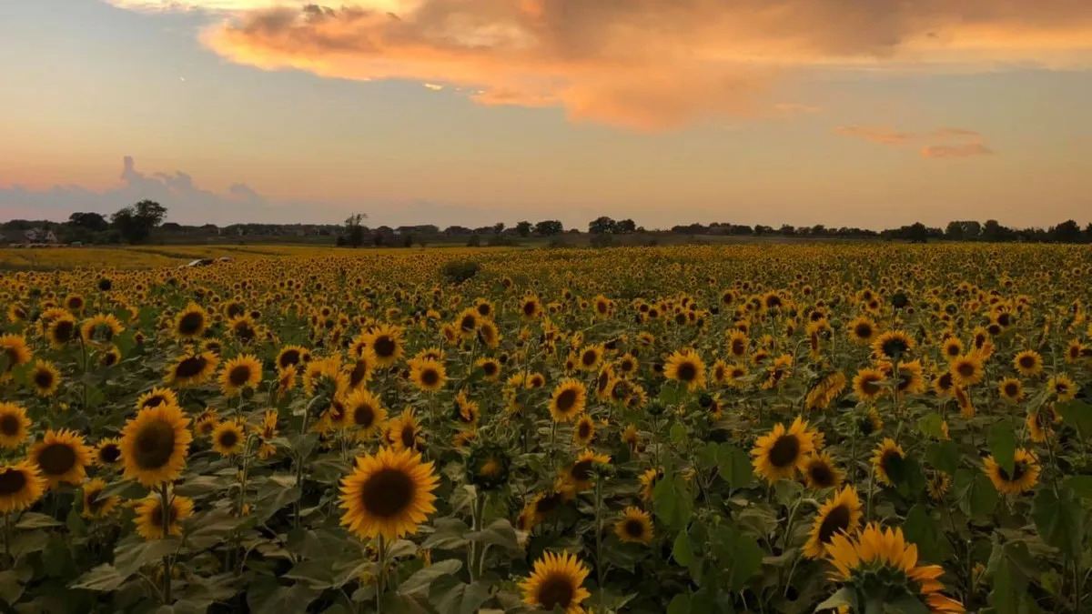 When To Plant Sunflowers In Illinois