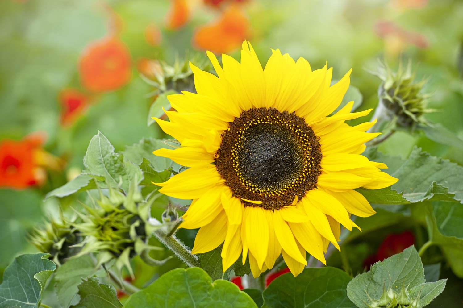 When To Plant Sunflowers In Kentucky