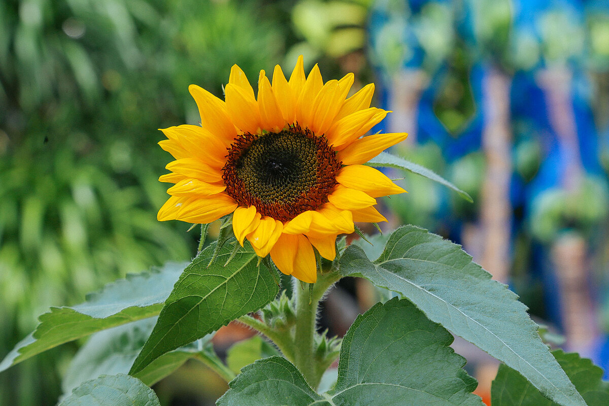 When To Plant Sunflowers In Michigan