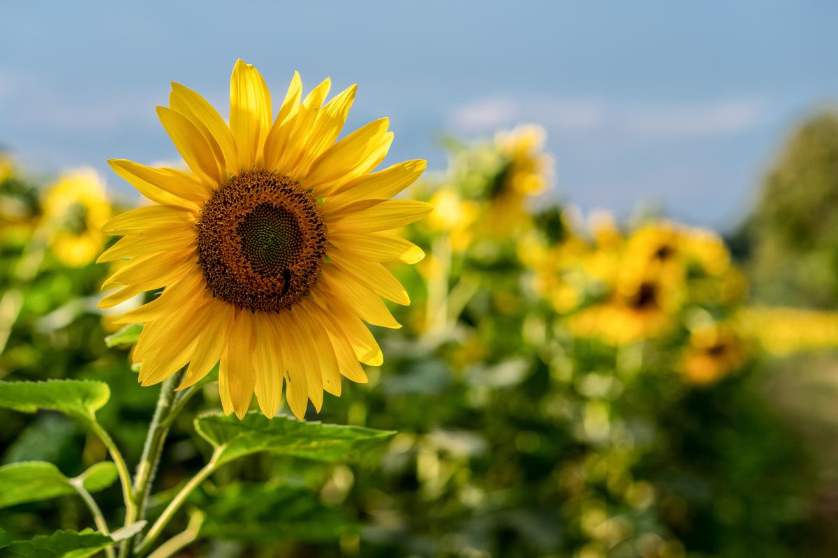 When To Plant Sunflowers In North Carolina