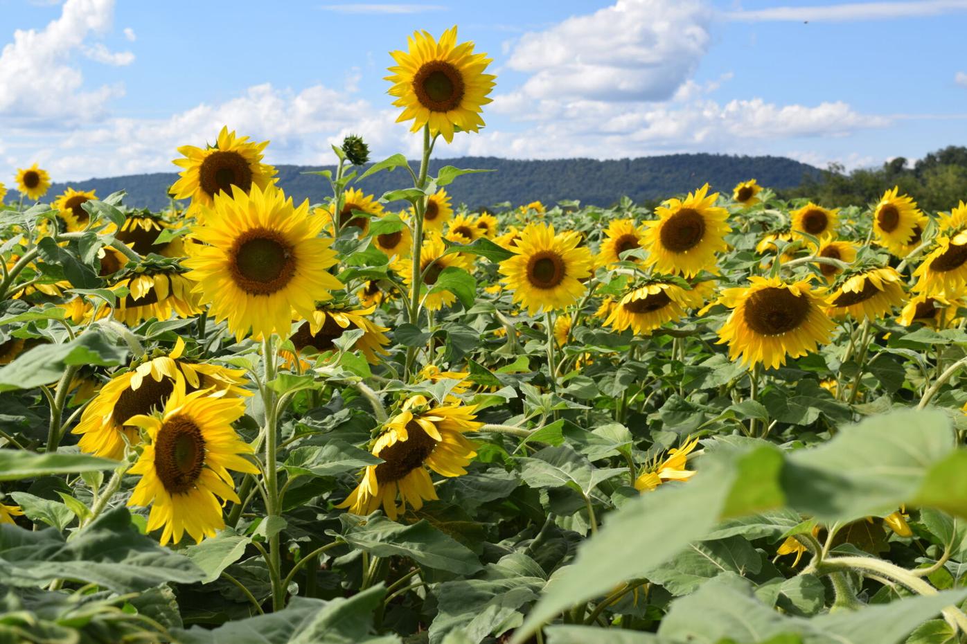 When To Plant Sunflowers In Pennsylvania