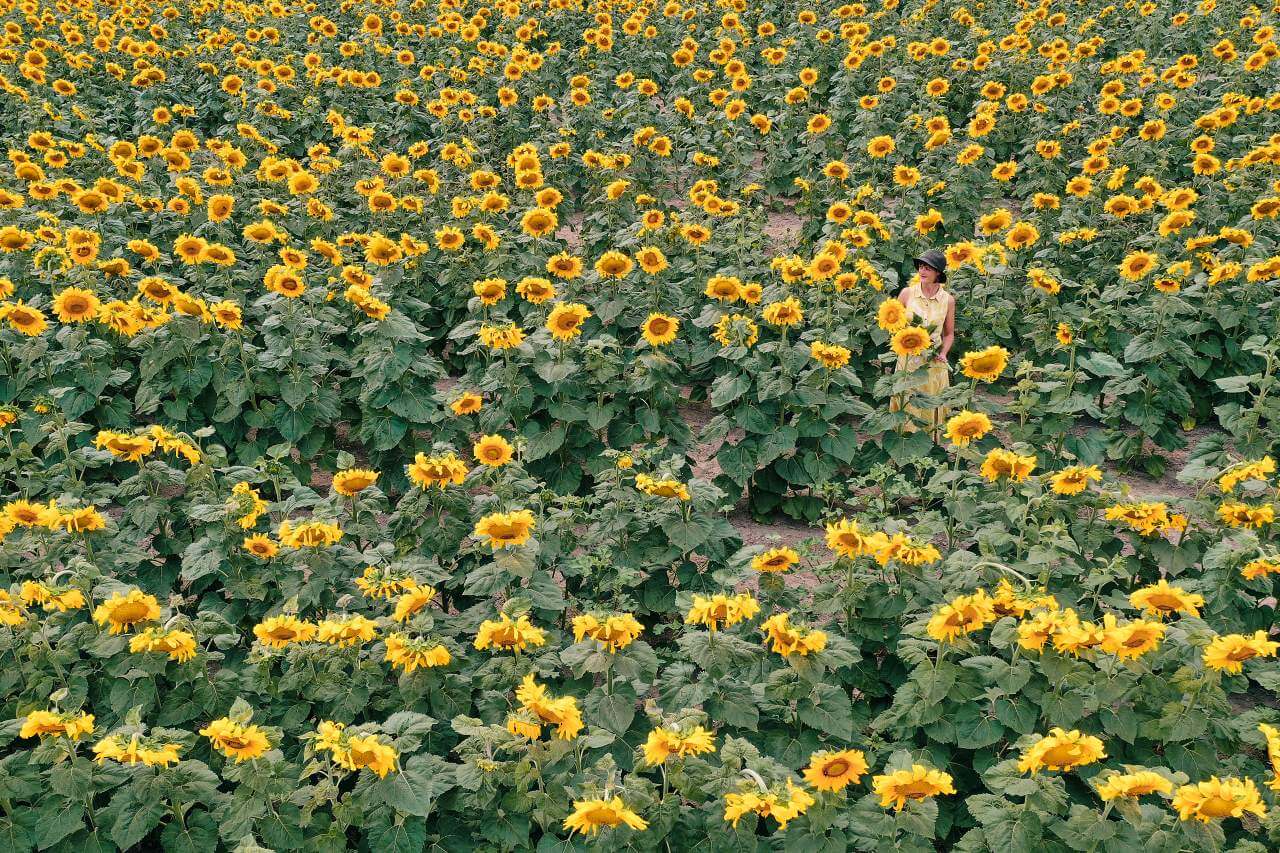 When To Plant Sunflowers In Portland, Oregon