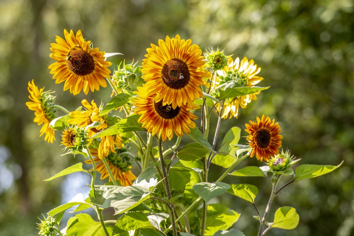 When To Plant Sunflowers In Seattle