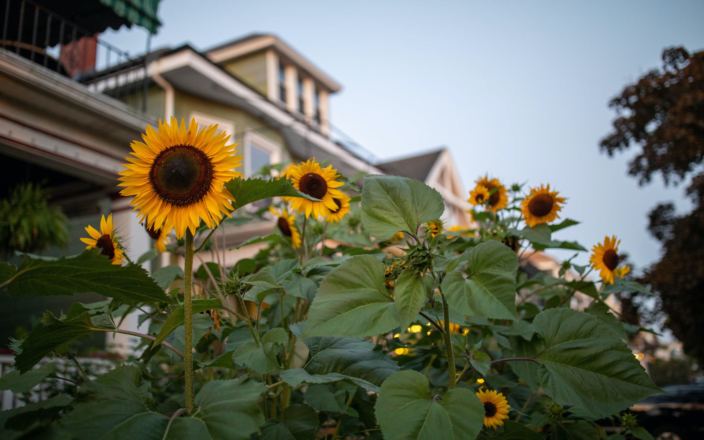 When To Plant Sunflowers In Texas