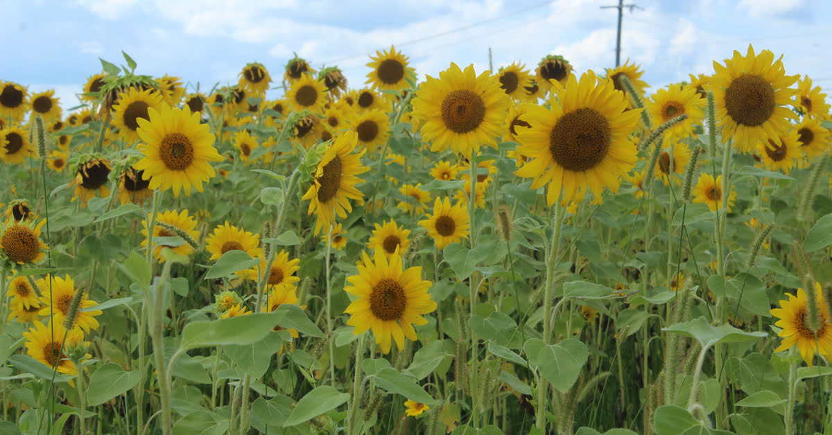 When To Plant Sunflowers Indiana