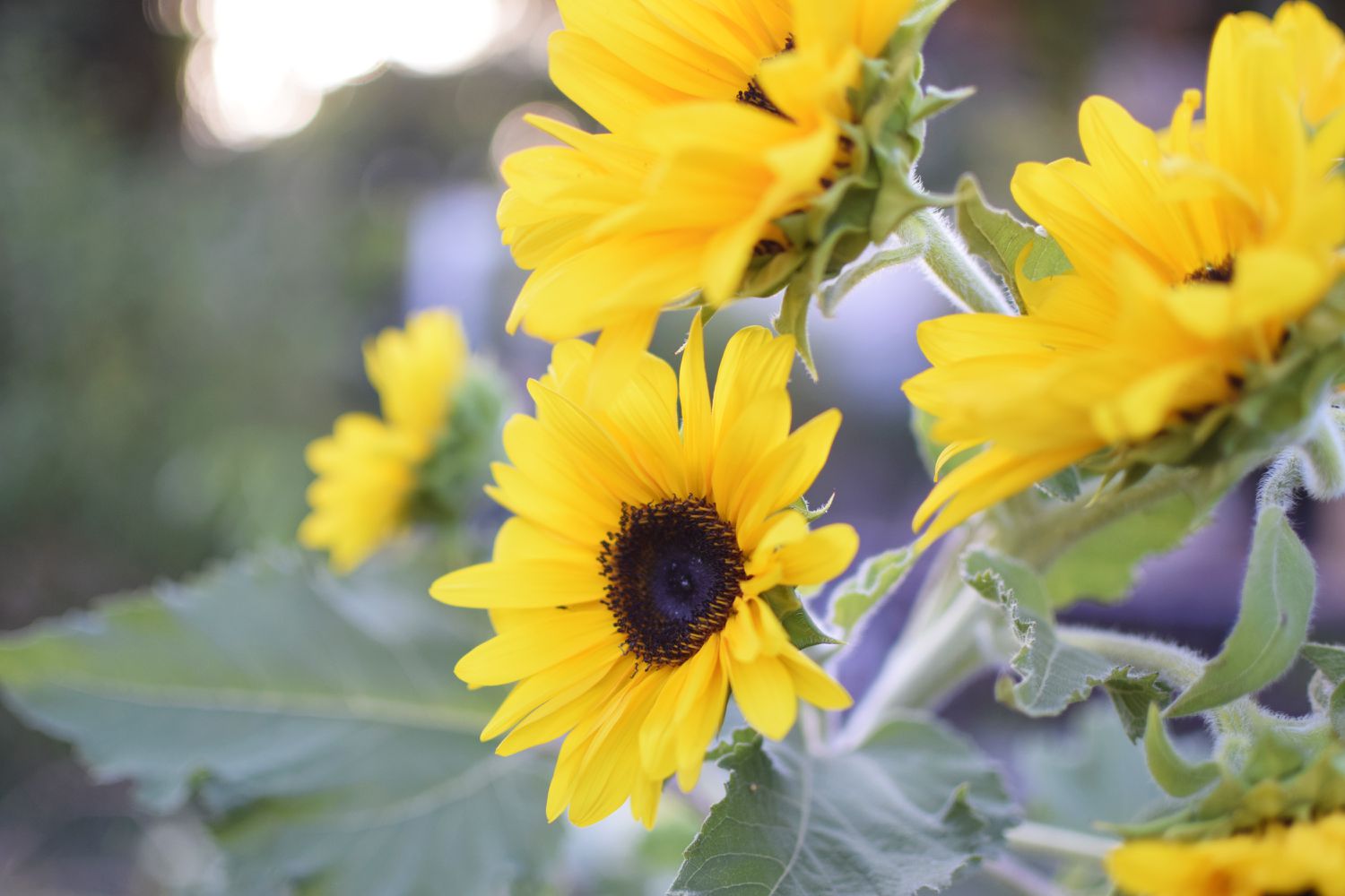 When To Plant Sunflowers Outside
