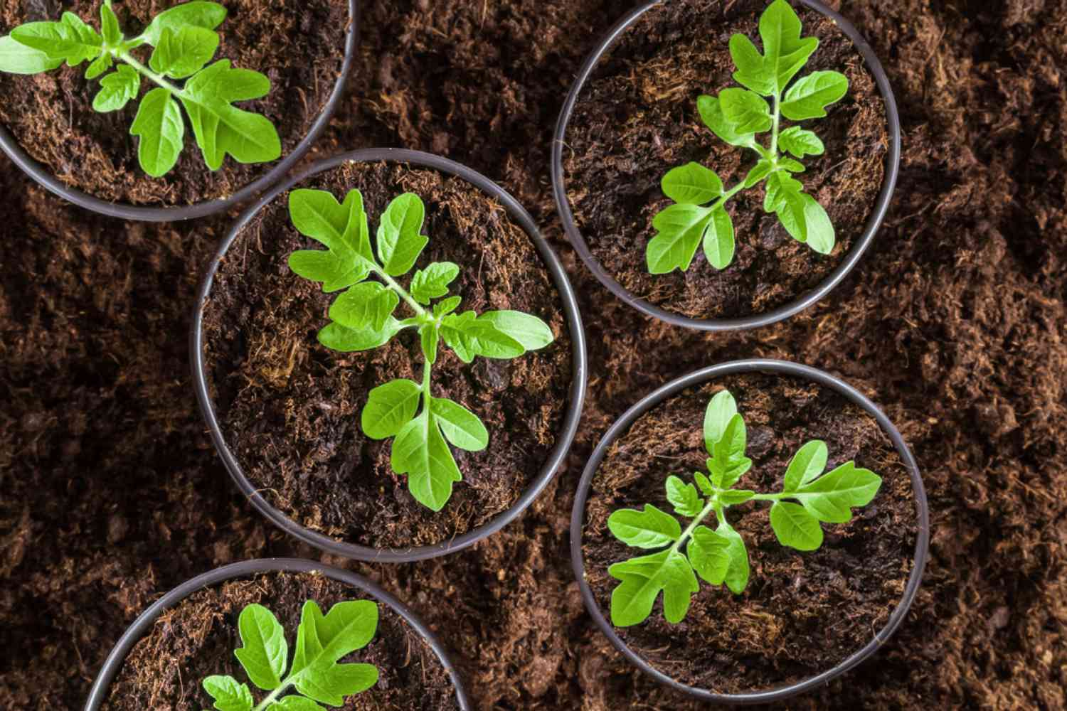 When To Plant Tomato Seedlings