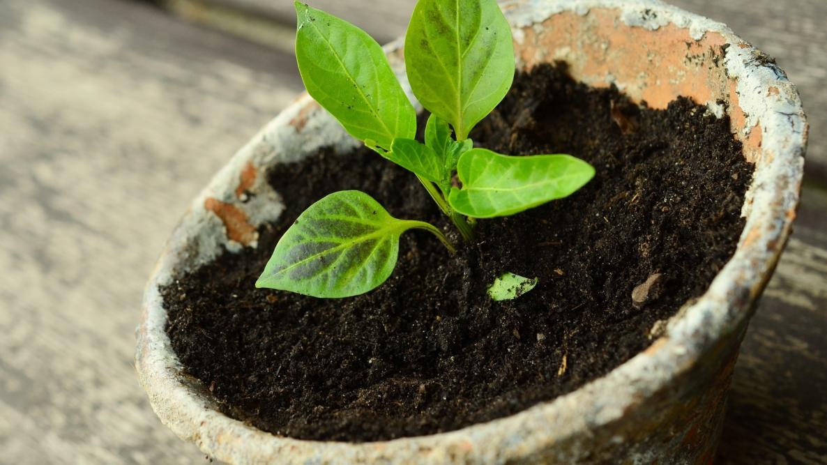 When To Pot Up Seedlings